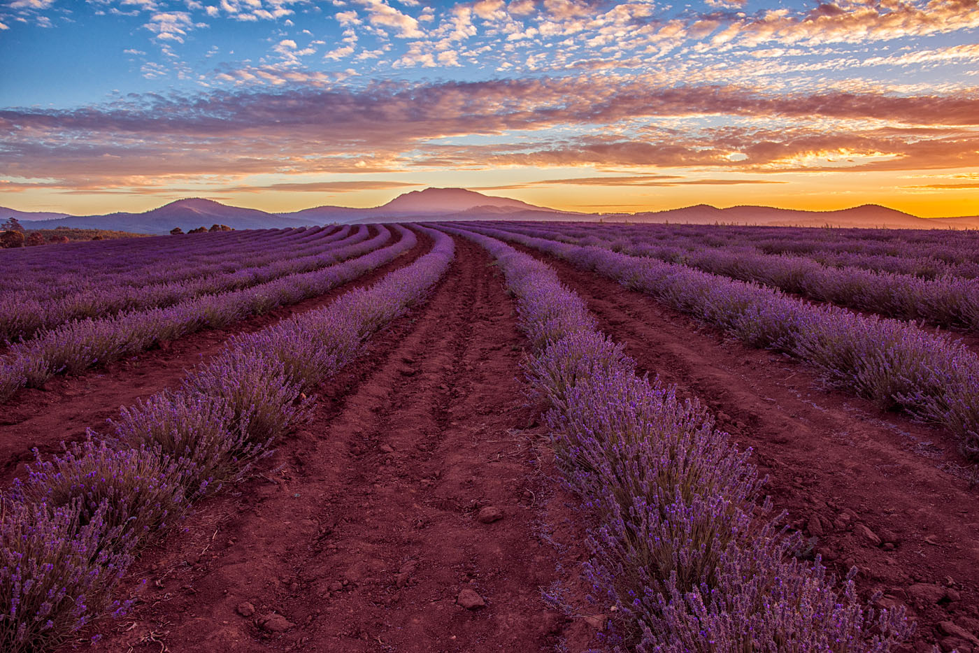 Sunset Lavender Farm