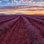 Sunset Lavender Farm