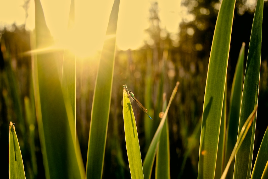 Sunset-Libellen