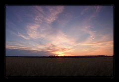 ++ sunset light and wheat ++