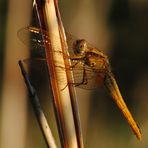 ~ Sunset Light ~ (Crocothemis erythraea, w)