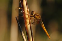 ~ Sunset Light ~ (Crocothemis erythraea, w)