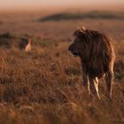 Sunset lion