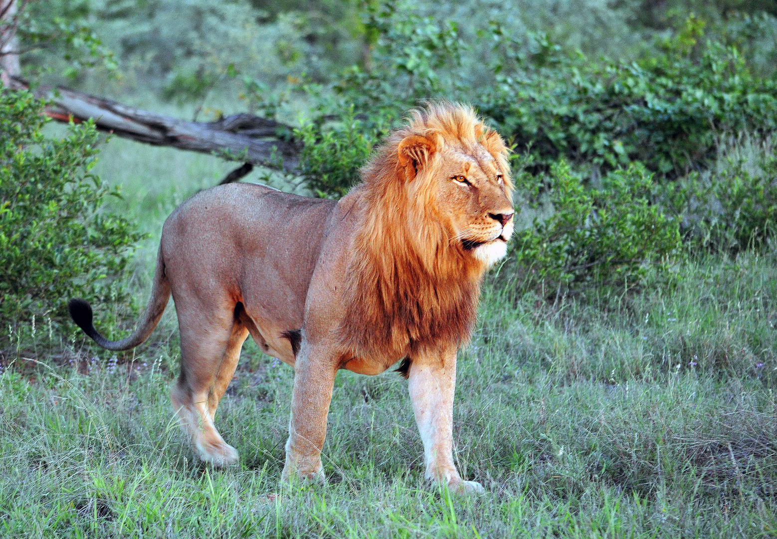 sunset lion