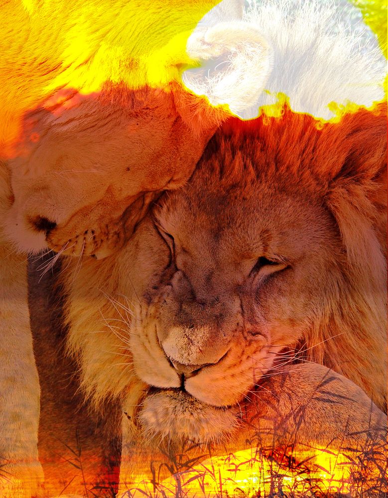 Sunset Lion Love DigiArt