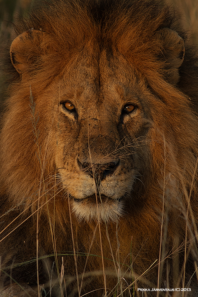 Sunset lion, Serengeti morning.