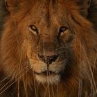 Sunset lion, Serengeti morning.