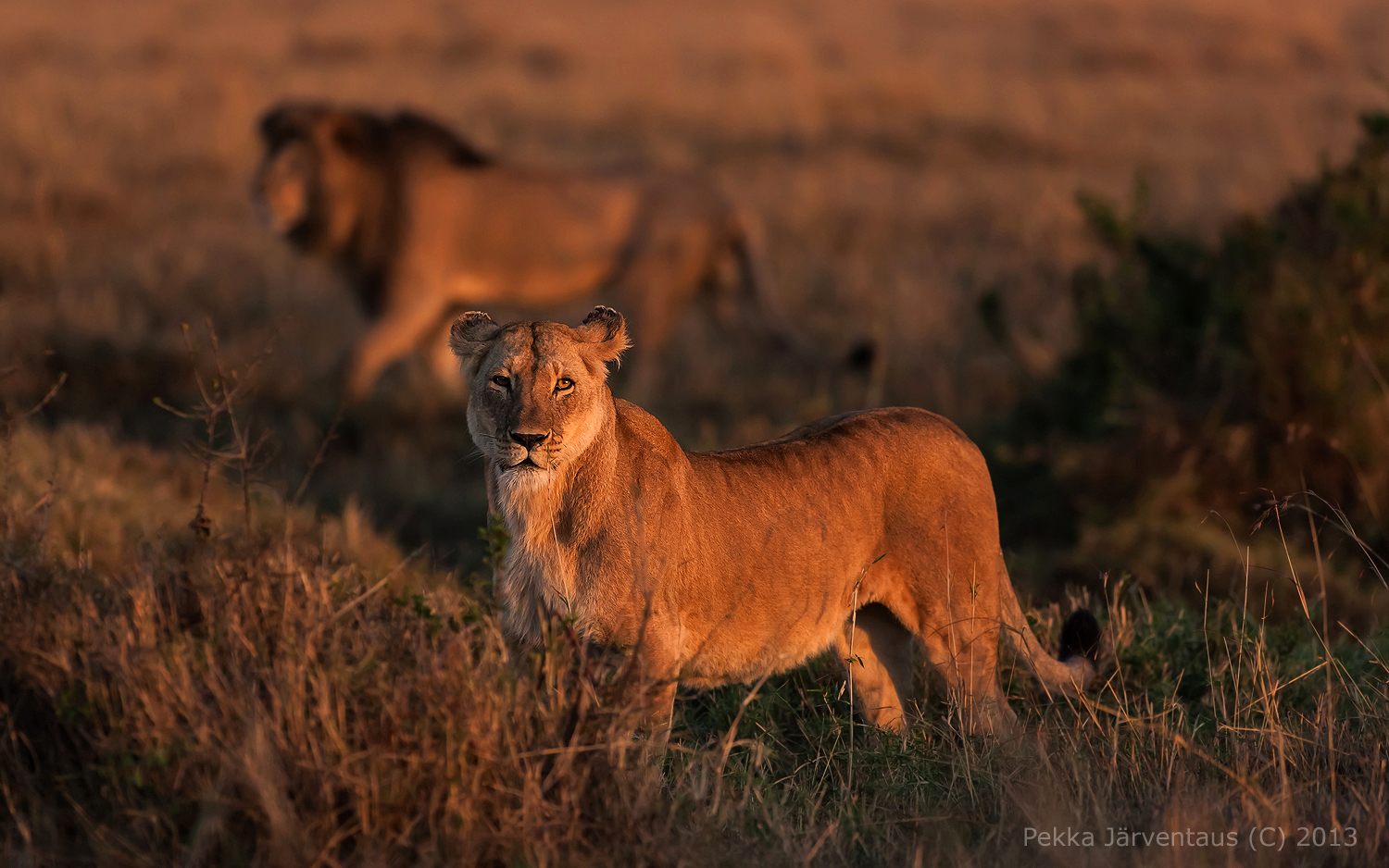 Sunset lions