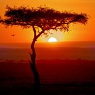 Sunset Maasai Mara