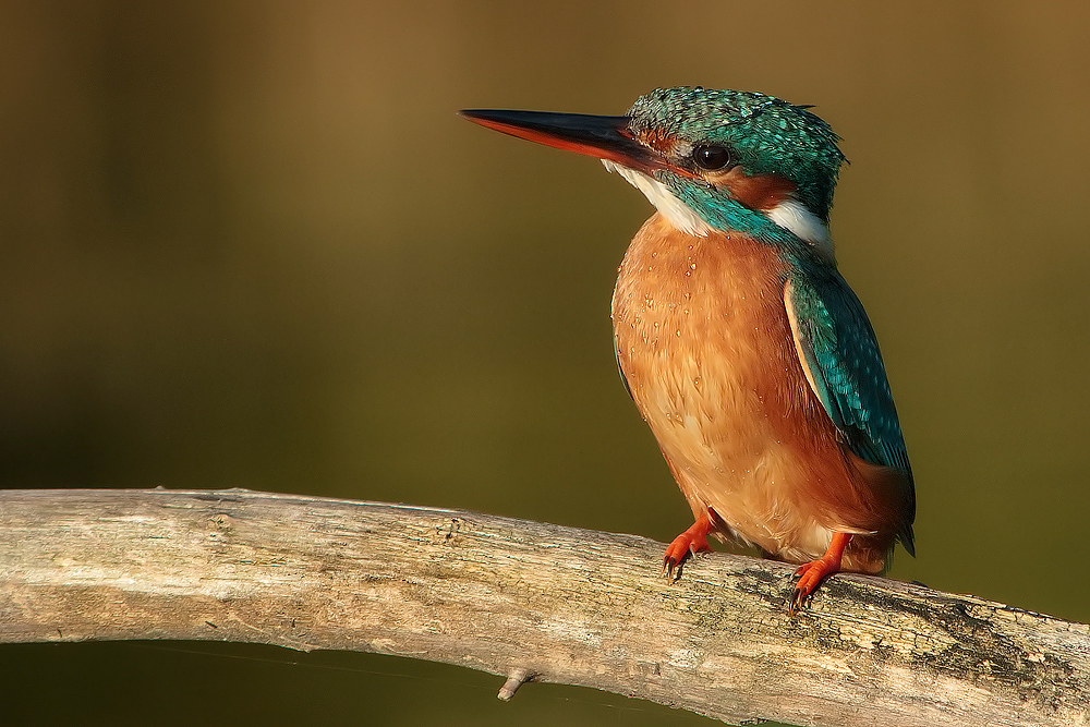 Sunset meditation (Alcedo atthis)