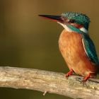 Sunset meditation (Alcedo atthis)