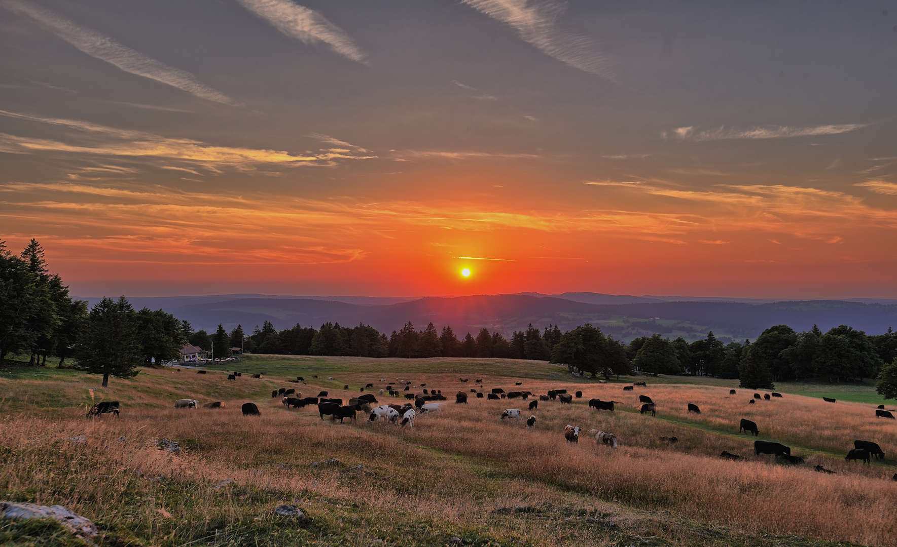 Sunset mit den Kühen