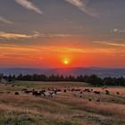 Sunset mit den Kühen