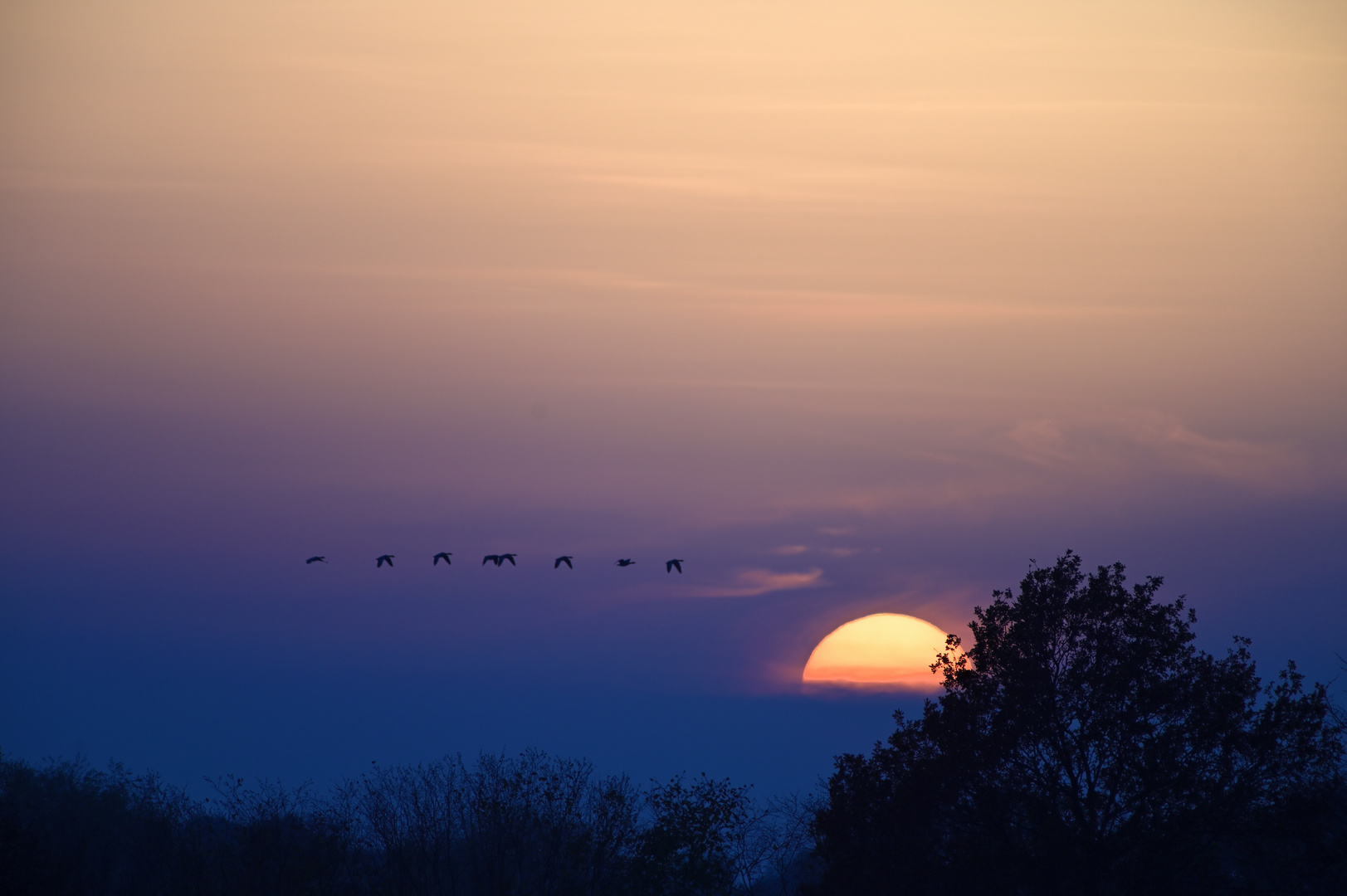 SunSet mit Gänsen