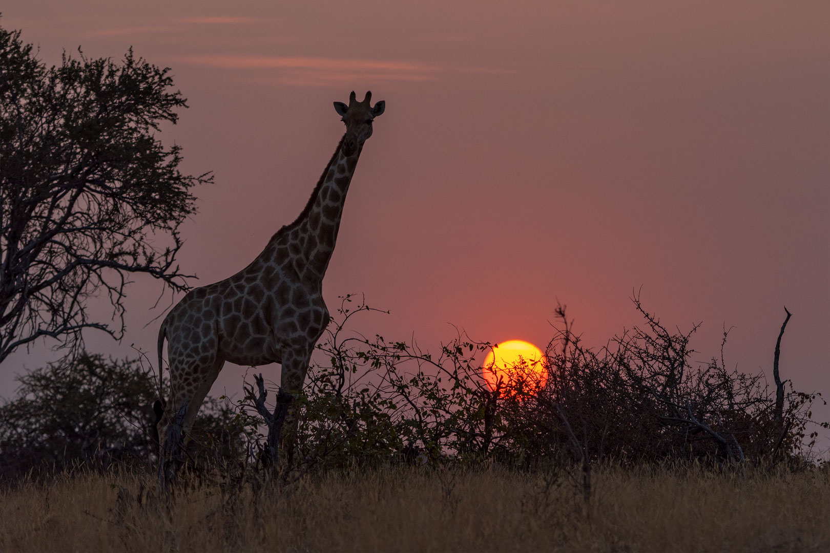 Sunset mit Giraffe