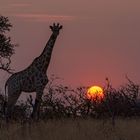 Sunset mit Giraffe