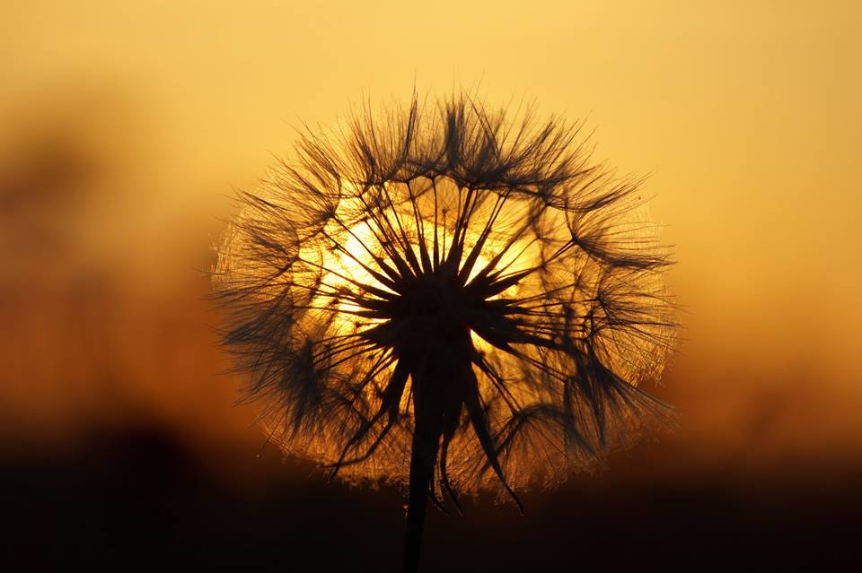 Sunset mit Löwenzahn