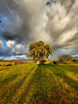 Sunset mit Olivenbaum