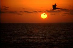 Sunset mit Pelikan