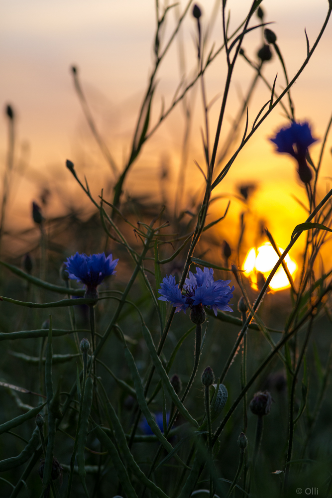 Sunset nach einem kühlen Sommertag #2