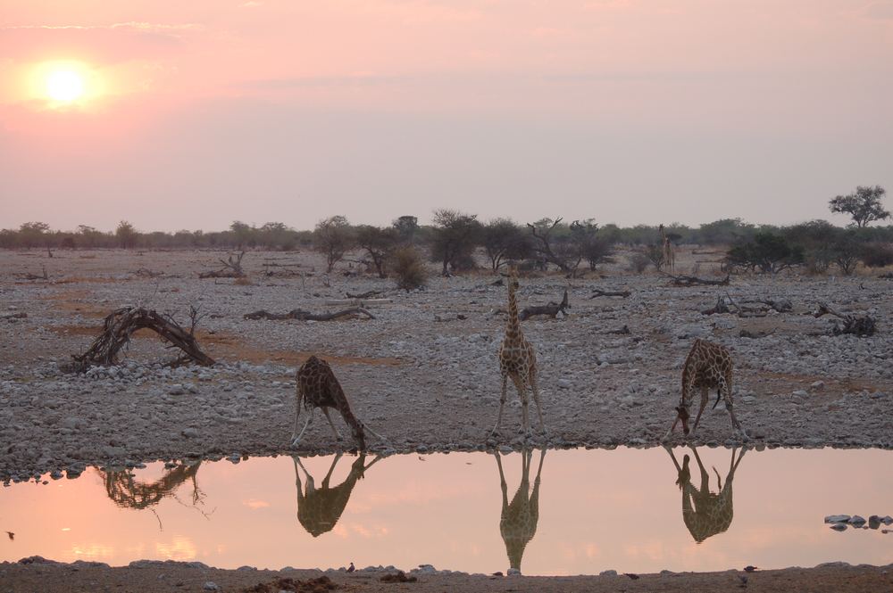 Sunset Okaukuejo