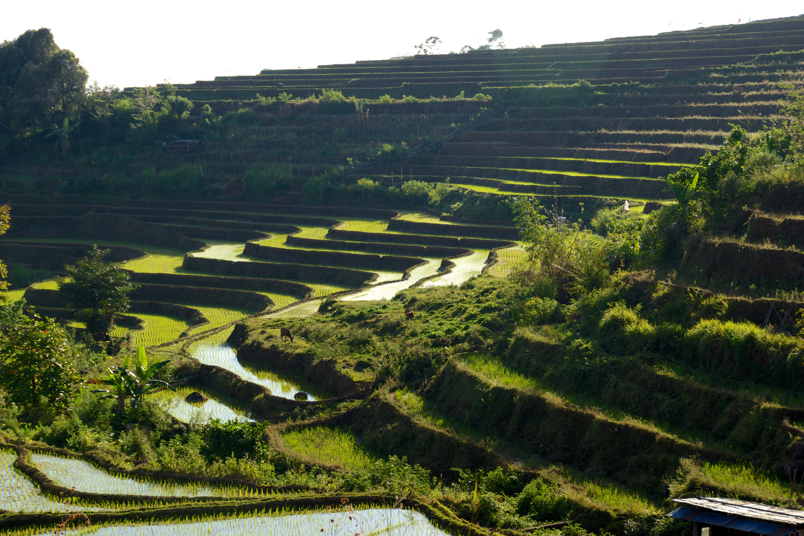 Sunset on a rice field on a mountain in South Sulawesi (Indonesia)