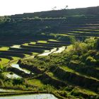 Sunset on a rice field on a mountain in South Sulawesi (Indonesia)