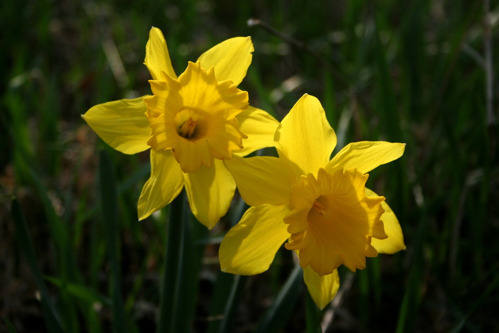 Sunset on the Daffodils