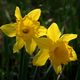 Sunset on the Daffodils