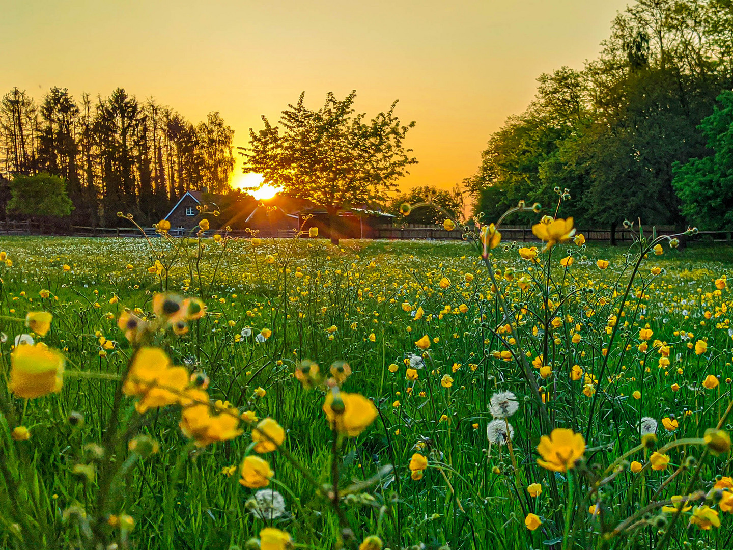 Sunset on the field