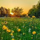 Sunset on the field