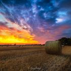 Sunset on the field 