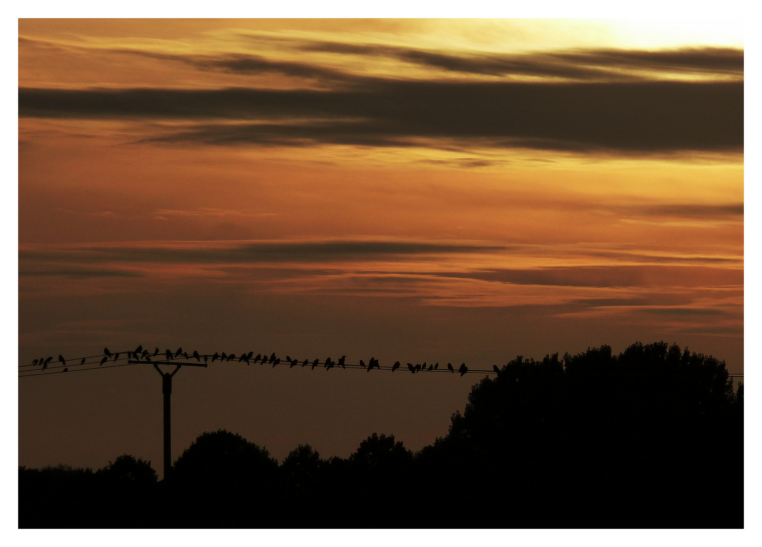 Sunset on the wire