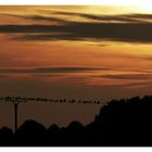 Sunset on the wire