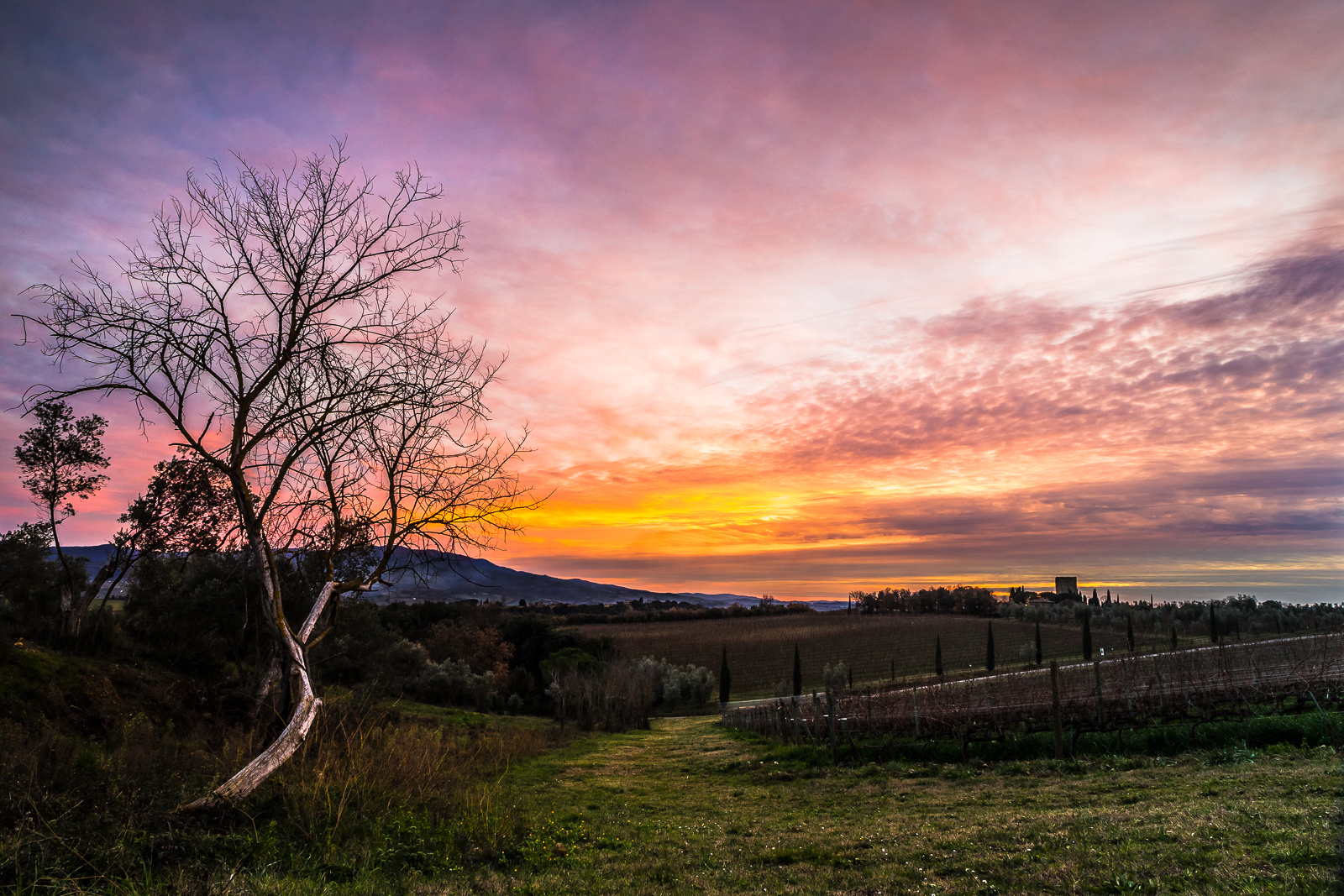 Sunset on vineyard