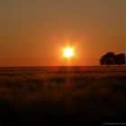 Sunset over a Wheat Field