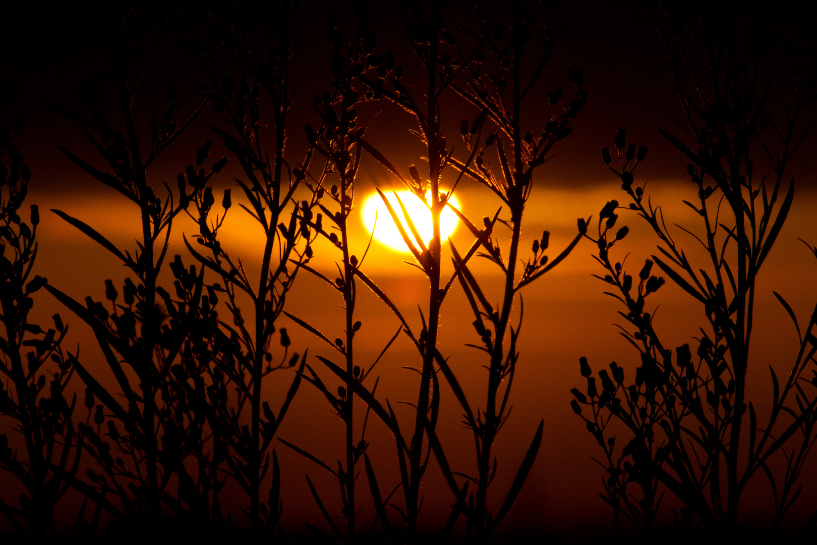 Sunset over Cologne