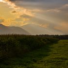 Sunset over cornfield