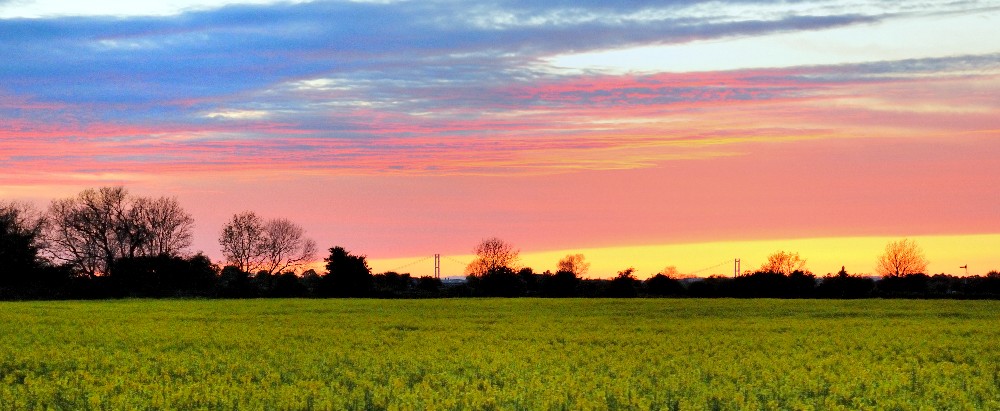 Sunset over Field of Oil Seed Rape