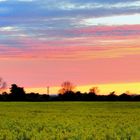 Sunset over Field of Oil Seed Rape