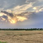 Sunset over The Cornfield