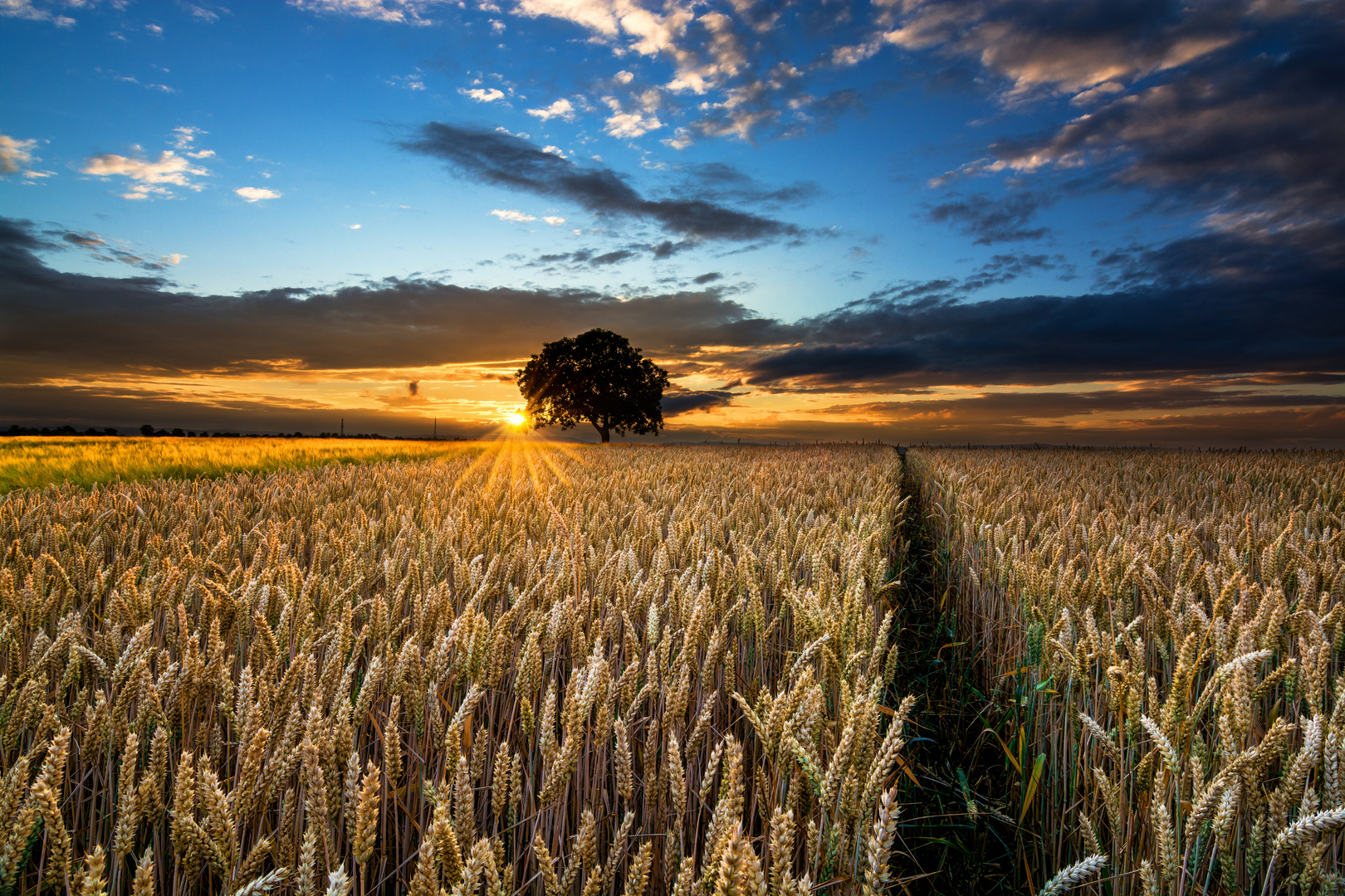 Sunset over the Field