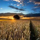 Sunset over the Field