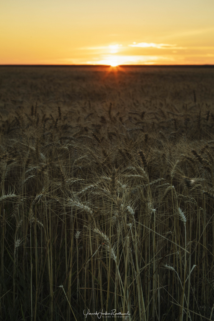 Sunset over the fields