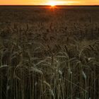 Sunset over the fields