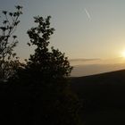 Sunset over the hedge