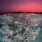 Sunset Over the Red Sea Reef