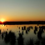 Sunset over the swamp (1) : The beginning