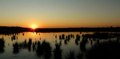 Sunset over the swamp (1) : The beginning