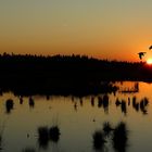 Sunset over the swamp (2) : Flying home